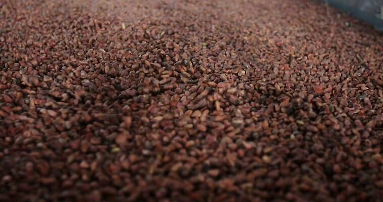 모양 나무 식물 음식 백그라운드 패턴 다이어트 과일 자연 디저트 건강 씨앗 사람없음 빨간색 농작물 세트 갈색 견과류 껍질 흰색 소나무 그룹 작음 먹기 질감 날것 상록수 침엽수 흙더미 내추럴 고립 삼나무 숙성 시베리아 채식주의자 4K MOV 해외동영상 클립영상 컬러 무늬 농업 모션 흙 크기 생태계 채식 동영상 파일형식 더미