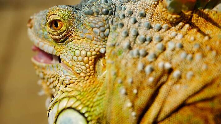 나무 동물 척추동물 1 응시 얼굴 야생동물 컬러 포즈 백그라운드 신체 파충류 자연 저울 사람없음 야외 초록색 여름 반려동물 컬러풀 태양 머리 환경 미국 활발 용 피부 묘사 싱글 도마뱀 육식동물 이구아나 스파이크 고립 동물상 이국적 오싹 MOV 해외동영상 클립영상 자연요소 식물 시선 계절 컨셉 북아메리카 신체부위 조형물 생태계 동영상 파일형식