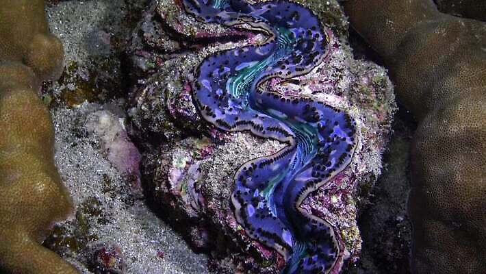 동물 야생동물 모래 바다 자연 조개 연체동물 이집트 어류 사람없음 빨간색 물 파란색 뷰티 환경 바닷속 수중 수영 껍질 산호 산호초 큼 다이빙 스쿠버다이빙 소금 암초 홍해 폴리네시아 거인 깊이 4K MP4 해외동영상 클립영상 자연요소 컬러 아프리카 어패류 무척추동물 수중동물 수상스포츠 수중식물 오세아니아 자포동물 크기 생태계 동영상 수중스포츠 파일형식