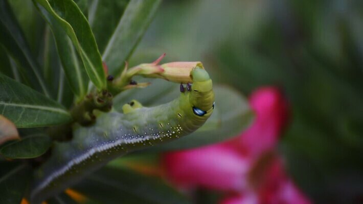 나무 식물 동물 야생동물 음식 컬러 나비 곤충 백그라운드 잎 자연 조류 생물 무척추동물 사람없음 초록색 컬러풀 장미 갈색 노란색 귀여움 정원 검은색 사막 나뭇가지 해충 벌레 진달래 먹기 묘사 꼬리 애벌레 나방 내추럴 기어가기 거짓 변태 못생김 MOV 해외동영상 클립영상 꽃 컨셉 모션 생태계 동영상 파일형식