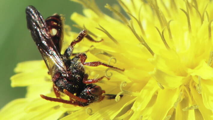 식물 동물 1 계절 꽃잎 꽃 야생동물 컬러 곤충 꽃무늬 절지류 날개 무척추동물 안테나 초원 사람없음 야외 가로 노란색 머리 맑음 봄 들꽃 꽃술 개화 말벌 작음 수분 민들레 수집 묘사 생태계 생물학 꽃가루 꿀 기어가기 동물상 MOV 해외동영상 클립영상 교육 무늬 통신 모션 날씨 신체부위 조형물 벌_곤충 크기 가루 동영상 파일형식
