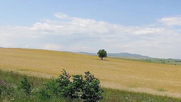 나무 식물 구름 계절 백그라운드 밭 농업 자연 하늘 옥수수 씨앗 풍경 초원 사람없음 야외 초록색 여름 농작물 햇빛 태양 농장 농경지 노란색 맑음 일몰 봄 성장 가을 시골 땅 밀 보리 장면 밀짚 내추럴 밭일 수평선 MOV 해외동영상 클립영상 자연요소 산업 컬러 날씨 곡류 노을 짚 생태계 동영상 파일형식