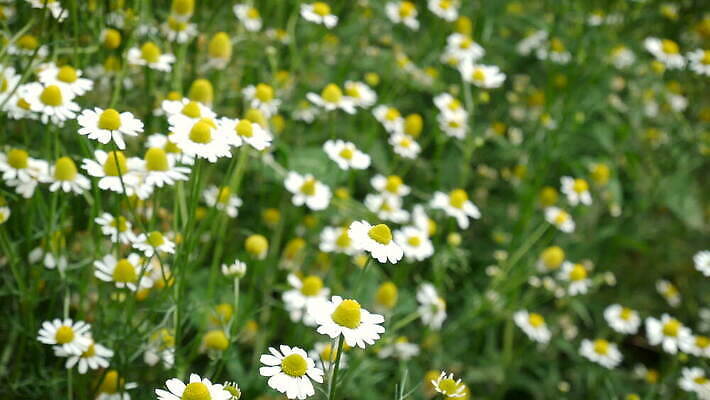 식물 계절 꽃잎 꽃 줄기 컬러 백그라운드 잎 꽃무늬 밭 자연 바람 휴식 따뜻함 풍경 초원 사람없음 야외 장식 초록색 여름 빛 평화 환경 정원 봄 꿈 낭만 수확 흰색 전원 시골 땅 데이지 꽃가루 내추럴 땅바닥 안뜰 캐모마일 히피 몽환 4K MOV 해외동영상 클립영상 자연요소 컨셉 무늬 농업 날씨 바닥 전기에너지 가루 허브 생태계 동영상 파일형식