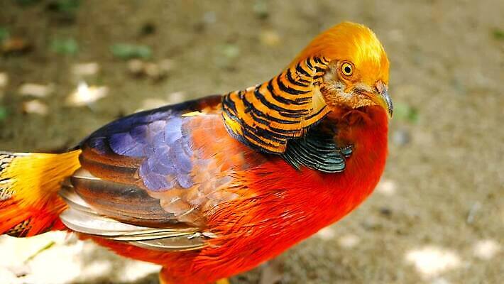 동물 남자 야생동물 컬러 백그라운드 패턴 날개 오렌지 자연 조류 성인 사람없음 장식 빨간색 파란색 빛 컬러풀 뷰티 농장 노란색 머리 걷기 검은색 중국 활발 흰색 황금 깃털 싱글 보여주기 꿩 수탉 고립 봉황 이국적 MOV 해외동영상 클립영상 아시아 컨셉 무늬 농업 과일 모션 사람 신체부위 닭 수컷 생태계 동영상 파일형식