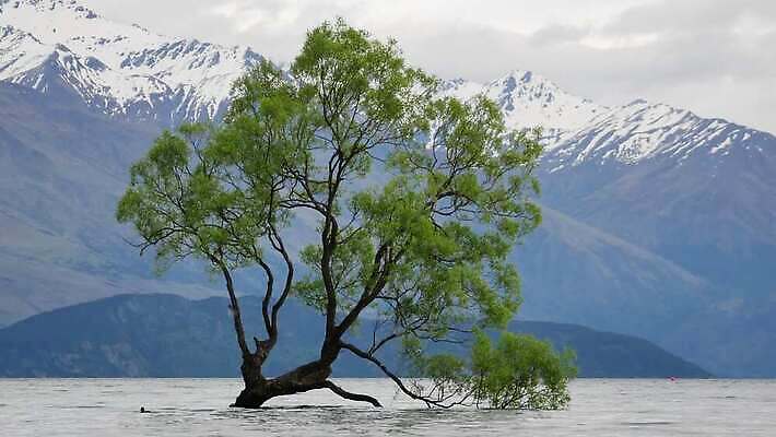 나무 구름 1 호수 섬 백그라운드 자연 하늘 새로움 사람 풍경 사람없음 야외 초록색 물 여름 파란색 컬러풀 반사 평화 일출 환경 침묵 고요 일몰 봄 만 땅 뉴질랜드 장면 내추럴 랜드마크 잔물결 혼자 4K MP4 해외동영상 클립영상 자연요소 식물 계절 물결 컬러 컨셉 노을 소리 오세아니아 생태계 동영상 파일형식