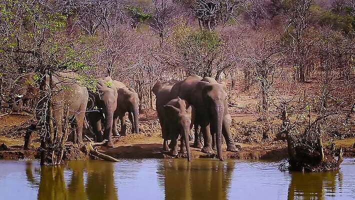 동물 야생동물 포유류 가족 아프리카 자연 코끼리 수영장 국립공원 사람없음 마시기 그룹 황무지 보호 군중 사파리 남아프리카 보츠와나 보호구역 크루거 MOV 해외동영상 클립영상 멸종위기종 공원 나라 컨셉 관계 모션 사람 생태계 동영상 남아프리카공화국 구역 파일형식