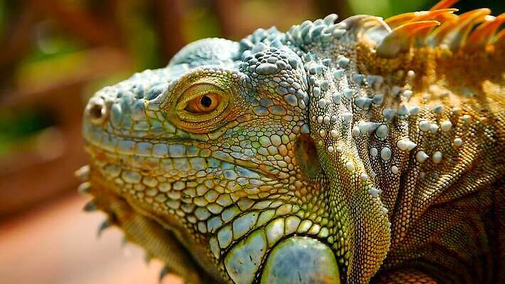 나무 동물 척추동물 1 응시 얼굴 야생동물 컬러 포즈 백그라운드 신체 파충류 자연 저울 사람없음 야외 초록색 여름 반려동물 컬러풀 태양 머리 환경 미국 활발 용 피부 묘사 싱글 도마뱀 육식동물 이구아나 스파이크 고립 동물상 이국적 오싹 MOV 해외동영상 클립영상 자연요소 식물 시선 계절 컨셉 북아메리카 신체부위 조형물 생태계 동영상 파일형식