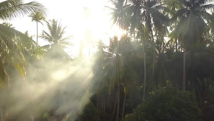 나무 식물 아시아 여행 백그라운드 잎 자연 하늘 휴가 손바닥 풍경 사람없음 야외 목재 여름 햇빛 환경 안개 광선 나뭇가지 황무지 연기 에코 코코넛 내추럴 뿌연 생태학 4K MOV 해외동영상 클립영상 손 계절 교육 나라 과일 재료 날씨 태양 생태계 동영상 파일형식