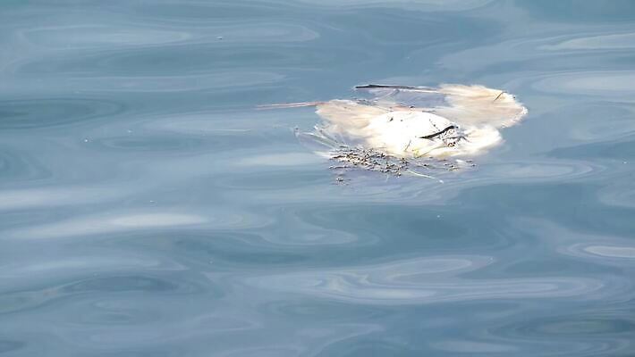 파도 바다 컨셉 조류 추상 골격 사람없음 파란색 미국 죽음 수면 환경오염 오염 질병 심볼 깃털 환경보전 생태계 캘리포니아 태평양 문제 지구온난화 물새 시체 기후변화 동물상 생태학 위기 인플루엔자 재앙 트러블 피해자 4K MP4 해외동영상 클립영상 동물 교육 컬러 북아메리카 무늬 의학 날씨 사람 물 조형물 피해 변화 바이러스 사회이슈 동영상 파일형식