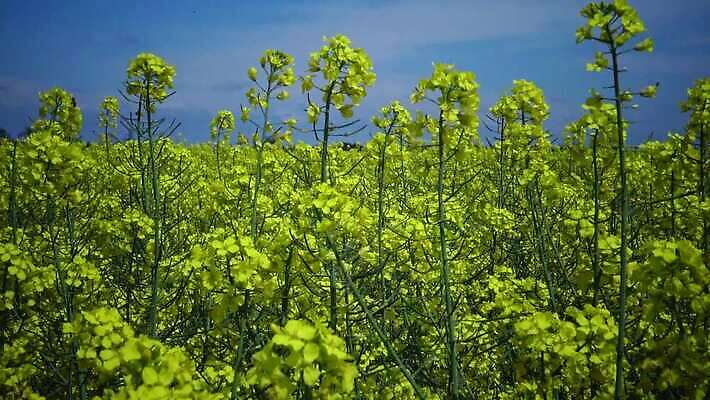 식물 백그라운드 스웨덴 사람없음 초록색 농장 카놀라 4K MP4 해외동영상 클립영상 컬러 농업 북유럽 동영상 파일형식
