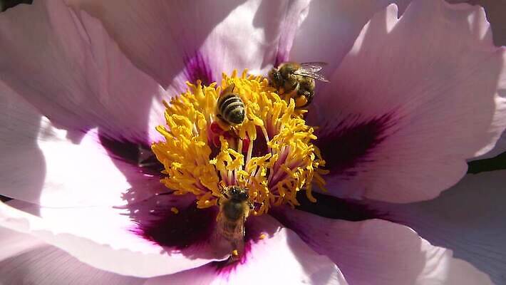 식물 동물 꽃잎 꽃 곤충 꽃무늬 날개 자연 사람없음 여름 노란색 벚꽃 꿀벌 수분 벌 관목 원예 꽃가루 꿀 벌집 밀랍 왁스 작약 4K MP4 해외동영상 클립영상 나무 계절 컬러 무늬 취미 벌_곤충 가루 생태계 동영상 파일형식