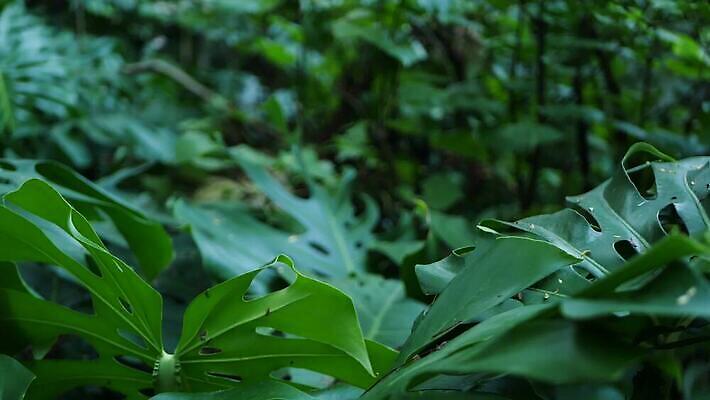 식물 백그라운드 단풍 잎 손바닥 그림자 사람없음 초록색 뷰티 어둠 활발 신선 황무지 티켓 분위기 숲 그늘 열대우림 순수 환경보전 에코 생태계 상록수 내추럴 강렬 광합성 깊이 삼림지대 아마존 양치류 이국적 파라다이스 카피스페이스 그리너리 4K MP4 해외동영상 클립영상 손 컬러 컨셉 환경 공백 사회이슈 동영상 파일형식 트랜드컬러
