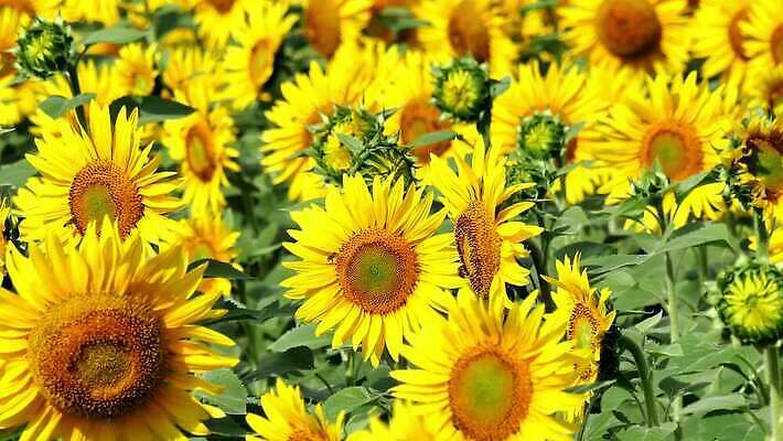 식물 계절 꽃 꽃무늬 밭 농업 자연 해바라기 초원 사람없음 야외 초록색 여름 컬러풀 태양 농장 노란색 활발 성장 벚꽃 시골 개화 유기농 내추럴 밭일 4K MP4 해외동영상 클립영상 자연요소 웰빙 산업 컬러 컨셉 무늬 생태계 동영상 파일형식