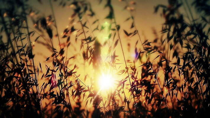 식물 디자인 계절 꽃 실루엣 컬러 백그라운드 잎 꽃무늬 패턴 밭 농업 자연 벽지 하늘 추상 미술 사람없음 야외 빛 햇빛 태양 노란색 일출 맑음 일몰 봄 황금 밀 묘사 질감 복고 보케 내추럴 블러 MOV 해외동영상 클립영상 자연요소 산업 무늬 날씨 문화예술 곡류 촬영기법 노을 생태계 동영상 파일형식