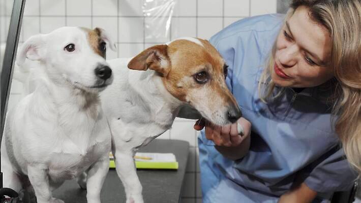 동물 직업 여자 탁자 건강 병원 한명 치료 반려동물 건강관리 간호사 의사 업무 개 강아지 질병 테리어 외과 수의사 송곳니 돌봄 헬프 4K MOV 해외동영상 클립영상 1 가구 포유류 의학 모션 관리 사람 의료진 작업 도움 치아 동영상 파일형식