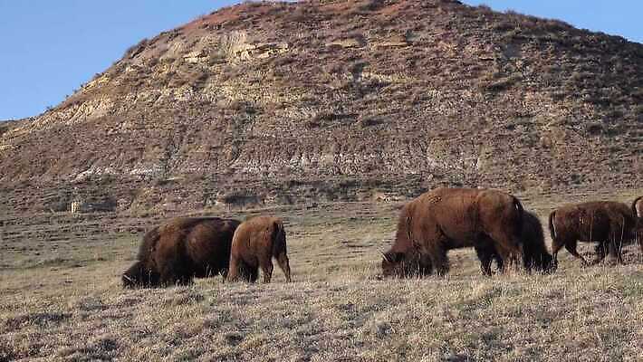동물 공원 남자 야생동물 포유류 자연 털 사람없음 여름 갈색 계곡 미국 군중 방목 들소 황소 짝짓기 와이오밍 전국 4K MP4 해외동영상 클립영상 계절 공공시설 컬러 북아메리카 사람 소 축산업 생태계 동영상 파일형식