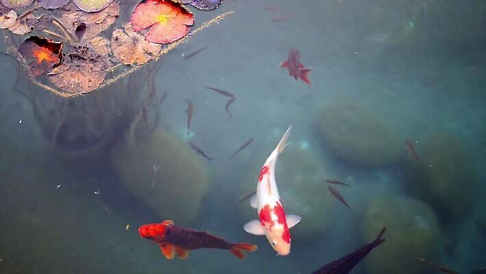 식물 동물 꽃 물결 파도 컬러 여행 백그라운드 컨셉 오렌지 자연 아이디어 어류 사람 사람없음 물 반려동물 컬러풀 반사 환경 연못 남아메리카 황금 큼 금붕어 자연백그라운드 물결무늬 페루 MOV 해외동영상 클립영상 자연요소 바다 무늬 과일 아메리카 수중동물 크기 생태계 동영상 파일형식