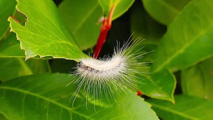 동물 긴머리 계절 곤충 잎 모션 발 자연 사람없음 초록색 울타리 머리카락 머리 걷기 환경 웹 손상 가을 신선 닫기 해충 벌레 관목 보케 애벌레 상록수 느림 나방 기어가기 블러효과 MP4 해외동영상 클립영상 나무 식물 헤어스타일 컬러 컨셉 인터넷 신체부위 담장 생태계 동영상 블러 파일형식 효과