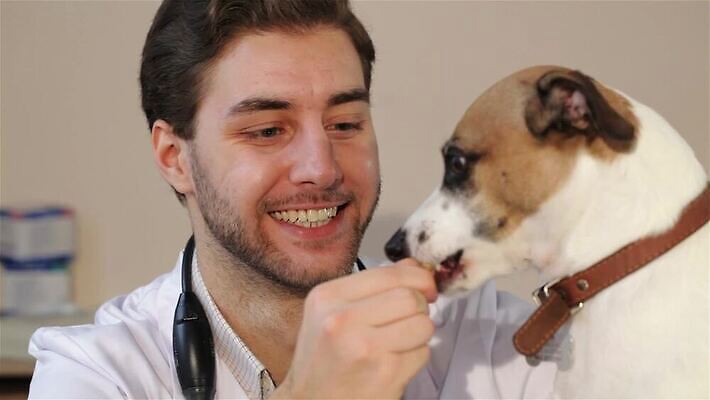 동물 백인 직업 손 남자 행복 관계 병원 종류 한명 치료 약 침묵 코트 흰색 닫기 개 맛 핥기 쥐 먹이 테리어 먹기 부드러움 잭 잡종 수의사 송곳니 기르기 돌봄 섞기 MP4 해외동영상 클립영상 서양인 1 감정 컬러 컨셉 포유류 의학 모션 사람 신체부위 소리 외투 의사 감각 치아 설치류 동영상 파일형식