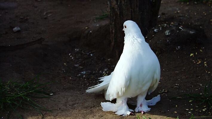 동물 공원 남자 행복 결혼 백그라운드 날개 발 자연 조류 결혼식 사람없음 야외 목재 장식 반려동물 세계 평화 성장 흰색 시장 닫기 둥지 심볼 순수 깃털 비둘기 부리 헛간 내추럴 격납고 동물상 MOV 해외동영상 클립영상 나무 공공시설 감정 컬러 컨셉 재료 모션 사람 이벤트 신체부위 조형물 생태계 저장고 동영상 파일형식