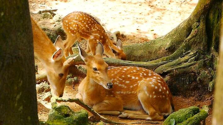 동물 공원 여자 남자 야생동물 밭 포유류 자연 초식동물 털 뿔 사람없음 야외 머리 환경 침묵 봄 흰색 아기 점 황무지 숲 사파리 귀 뿌리 서식지 내추럴 동물상 아기사슴 암사슴 전국 MOV 해외동영상 클립영상 계절 공공시설 새끼 컬러 농업 사슴 사람 신체부위 조형물 소리 암컷 생태계 동영상 파일형식