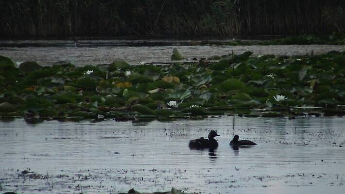 동물 유럽 호수 야생동물 바다 자연 조류 덴마크 사람없음 야외 빨간색 물 뷰티 반사 검은색 봄 잠수부 서식지 다뉴브강 동물상 4K MP4 해외동영상 클립영상 자연요소 계절 나라 컬러 북유럽 조형물 전문직 생태계 동영상 파일형식