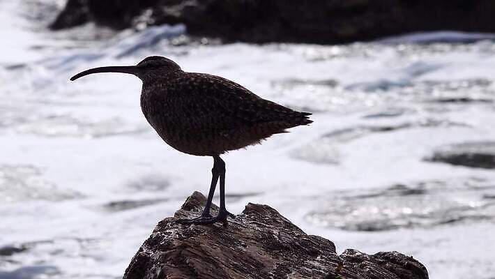 동물 야생동물 파도 자연 조류 해변 사람없음 옆모습 물 서핑 깃털 부리 캘리포니아 태평양 철새 석호 내추럴 동물상 산티아고 4K MP4 해외동영상 클립영상 자연요소 바다 뷰포인트 조형물 미국 수상스포츠 생태계 동영상 파일형식