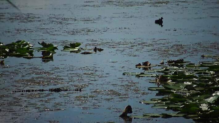 동물 호수 야생동물 바다 컬러 날개 자연 조류 하늘 오리 풍경 사람없음 야외 초록색 물 파란색 검은색 수영 봄 흰색 그룹 잠수부 왜가리 깃털 부리 서식지 다뉴브강 동물상 4K MP4 해외동영상 클립영상 자연요소 계절 조형물 수상스포츠 전문직 생태계 동영상 파일형식