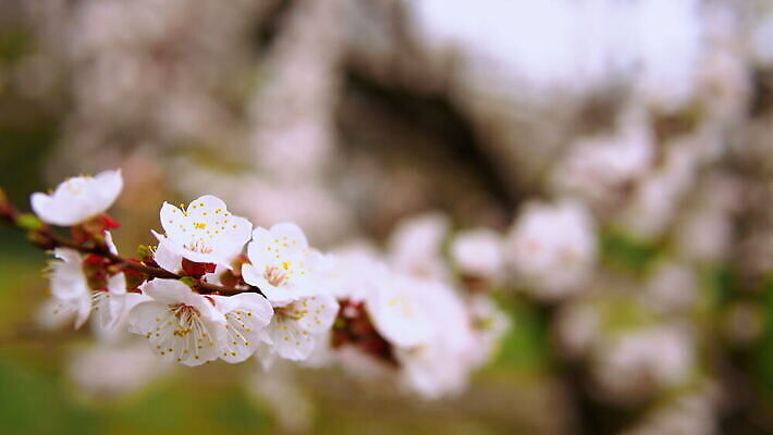 나무 계절 꽃 줄기 분홍색 과일 휴가 사람없음 장식 일본 봄 벚꽃 흰색 체리 막대기 맛 4월 심볼 시작 잔치 보케 향기 아로마 악취 1월 강렬 교토 에센스 파스텔톤 4K MOV 해외동영상 클립영상 식물 아시아 컬러 컨셉 화장품 날짜 냄새 동영상 파일형식
