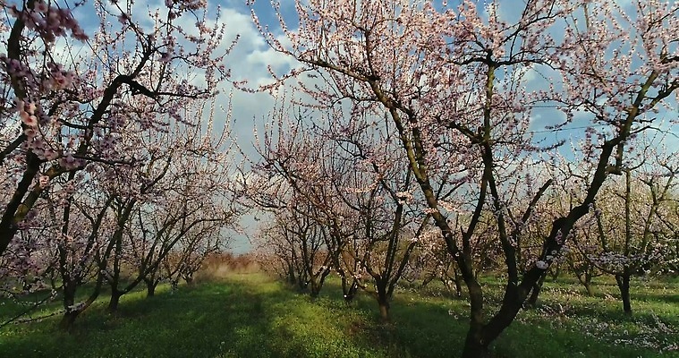 나무 식물 계절 꽃 분홍색 밭 농업 모션 자연 하늘 안테나 사람없음 컬러풀 농장 환경 정원 맑음 놀람 봄 수확 성장 벚꽃 시골 개화 체리 시원함 과수원 땅 복숭아 내추럴 드론 밭일 줄서기 천도복숭아 파스텔톤 4K MP4 해외동영상 클립영상 감정 산업 컬러 과일 통신 날씨 표정 생태계 동영상 파일형식