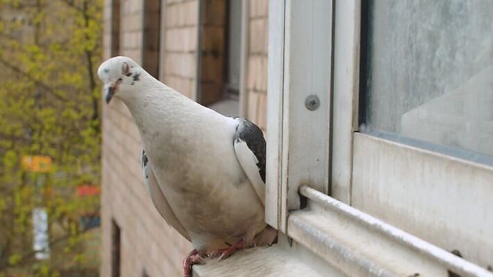 동물 1 야생동물 날개 창문 조류 주택 앉기 사람없음 야외 건물 봄 회색 도시 깃털 비둘기 회전 부리 MP4 해외동영상 슬로모션 클립영상 건축물 계절 컬러 모션 촬영기법 동영상 파일형식