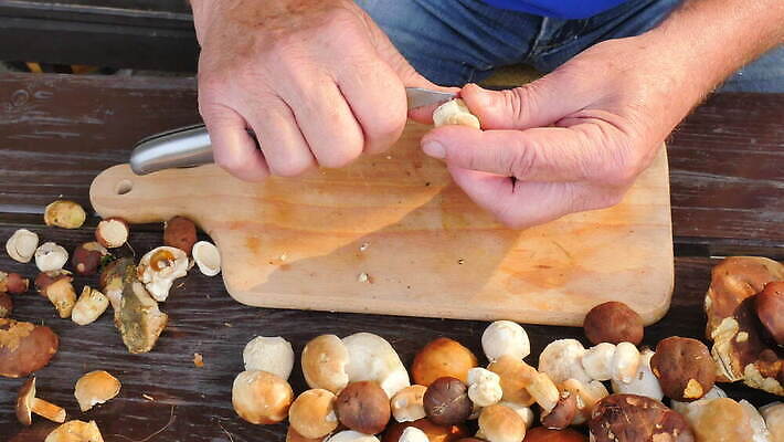 계절 무기 음식 부분 손가락 요리 사람없음 야외 갈색 버섯 칼 자르기 청소 묘사 준비 날것 냄새 뿌리 점토 스펀지 기생충 곰팡이 민달팽이 식용 인내 캡모자 4K MOV 해외동영상 클립영상 모자_잡화 손 컬러 모션 바이러스 동영상 파일형식 달팽이_동물