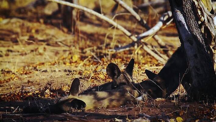 새끼 아프리카 자연 휴식 국립공원 사람없음 관광지 눕기 4 개 보호 사파리 사냥개 멸종 남아프리카 보츠와나 보호구역 크루거 MOV 해외동영상 클립영상 멸종위기종 동물 공원 나라 여행 컨셉 포유류 모션 숫자 생태계 동영상 남아프리카공화국 구역 파일형식