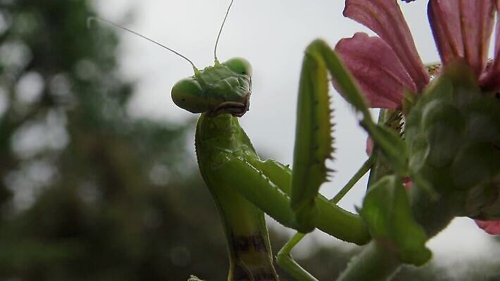 동물 1 유럽 야생동물 곤충 백그라운드 절지류 자연 무척추동물 안테나 사람없음 초록색 기도 벌레 생물학 육식동물 사냥꾼 내추럴 동물상 포식 4K MP4 해외동영상 클립영상 직업 교육 나라 컬러 통신 조형물 생태계 동영상 파일형식