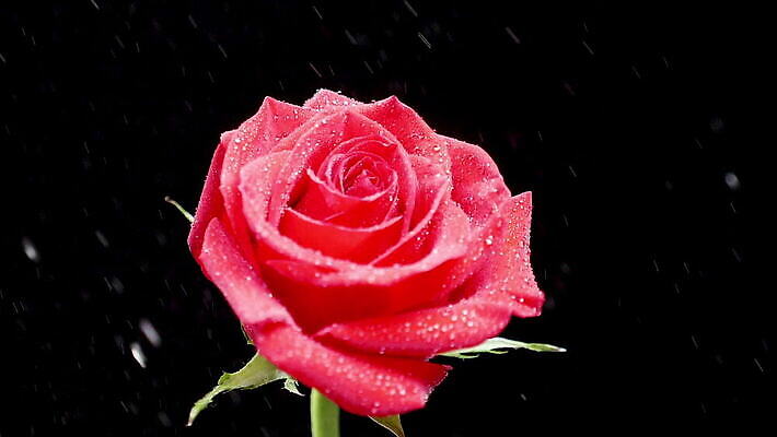 식물 기념일 꽃잎 꽃 백그라운드 꽃무늬 자연 휴가 발렌타인데이 선물 사랑 사람없음 장식 빨간색 물 장미 반사 검은색 낭만 벚꽃 물방울 축하 신선 개화 닫기 크리스탈 드라마 MOV 해외동영상 클립영상 자연요소 감정 컬러 컨셉 무늬 모션 데이이벤트 이벤트 광석 생태계 동영상 파일형식