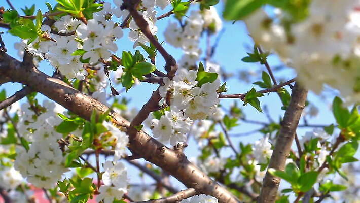 나무 식물 계절 꽃잎 꽃 분홍색 백그라운드 잎 꽃무늬 자연 하늘 사람없음 정원 맑음 봄 벚꽃 흰색 나뭇가지 신선 개화 체리 닫기 사과 5월 벌 원예 보케 부드러움 내추럴 MOV 해외동영상 슬로모션 클립영상 컬러 곤충 무늬 과일 모션 날씨 촬영기법 취미 감각 날짜 생태계 동영상 파일형식