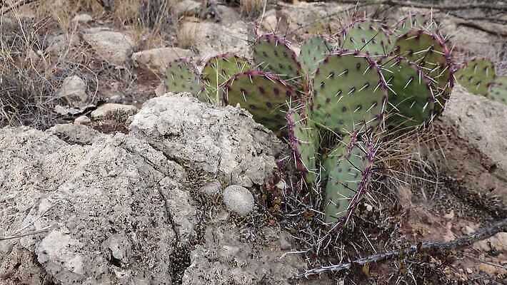 나무 식물 꽃 여행 백그라운드 자연 날씨 선인장 건조 사람없음 초록색 물 사막 뜨거움 가시 척추 날카로움 애리조나 내추럴 뉴멕시코 다육식물 4K MP4 해외동영상 클립영상 자연요소 컬러 뼈 미국 생태계 동영상 파일형식