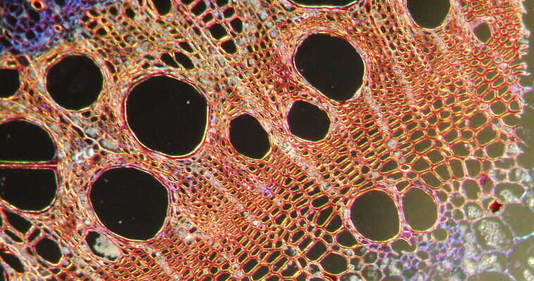 식물 꽃 줄기 과학 이동 패턴 세포 사람없음 빨간색 초록색 시험 성장 나뭇가지 조직 횡단보도 확대 양치류 지원 4K 현미경관찰 MOV 해외동영상 클립영상 나무 교육 컬러 컨셉 무늬 관찰 보행로 동영상 파일형식