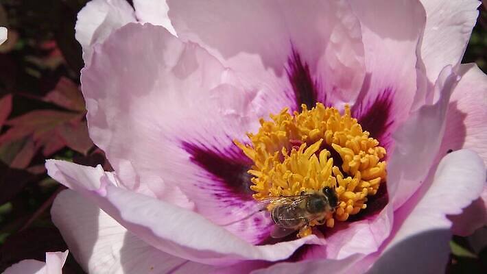 식물 동물 꽃잎 꽃 곤충 꽃무늬 날개 자연 사람없음 여름 노란색 벚꽃 꿀벌 수분 벌 관목 원예 꽃가루 꿀 벌집 밀랍 왁스 작약 4K MP4 해외동영상 클립영상 나무 계절 컬러 무늬 취미 벌_곤충 가루 생태계 동영상 파일형식