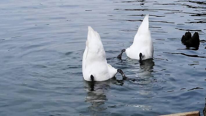 야생동물 발 자연 조류 영국 사람없음 야외 물 강 하이앵글 수중 흰색 먹기 깃털 다이빙 런던 꼬리 백조 물새 벙어리 수유 MP4 해외동영상 클립영상 자연요소 동물 유럽 뷰포인트 컬러 모션 신체부위 수영 생태계 동영상 수중스포츠 파일형식