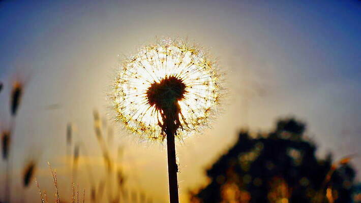 식물 계절 꽃 컬러 백그라운드 모션 자연 바람 씨앗 풍경 사람없음 야외 여름 파란색 빛 햇빛 태양 일출 일몰 봄 시골 저녁 민들레 불기 장면 솜털 내추럴 4K MOV 해외동영상 클립영상 자연요소 날씨 노을 야간 생태계 동영상 파일형식