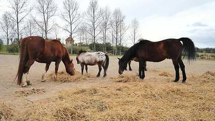 나무 동물 음식 밭 포유류 자연 건조 사람없음 초록색 울타리 농장 갈색 머리 맑음 가축 목장 회색 시골 그룹 승마 볏짚 군중 먹이 방목 먹기 장면 갈기 조랑말 밀짚 망아지 방목장 4K MP4 해외동영상 클립영상 식물 새끼 스포츠 컬러 농업 모션 날씨 사람 신체부위 담장 말_동물 짚 축산업 생태계 동영상 파일형식