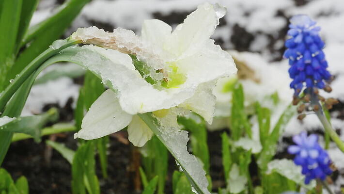 식물 계절 꽃잎 꽃 겨울 자연 사람없음 파란색 정원 냉동 얼음 봄 추위 종 흰색 수증기 작음 4월 아래 속도 서리 수선화 내추럴 제설기 폭설 4K MOV 해외동영상 클립영상 자연요소 컬러 눈_날씨 날짜 크기 자연재해 방향 생태계 위치 동영상 제설 파일형식