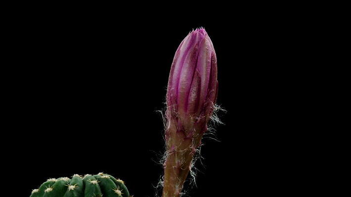 식물 계절 꽃잎 꽃 컬러 꽃다발 꽃무늬 모션 자연 선인장 사람없음 장식 가로 컬러풀 봄 펼침 낭만 성장 신선 오픈 개화 변화 속도 원예 동영상 생존 4K 타임랩스 MOV 해외동영상 클립영상 컨셉 무늬 촬영기법 취미 생태계 파일형식