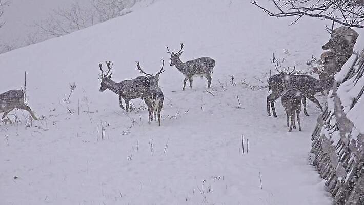 동물 계절 공원 남자 야생동물 겨울 포유류 자연 사슴 뿔 서기 풍경 사람없음 빨간색 달러 골짜기 추위 가을 흰색 황무지 군중 숲 방목 바퀴자국 사파리 꼬리 사냥 장면 눈보라 산악지대 웅장함 투쟁 4K HD MP4 해외동영상 클립영상 공공시설 컬러 돈 자국 모션 산 눈_날씨 사람 축산업 생태계 동영상 파일형식