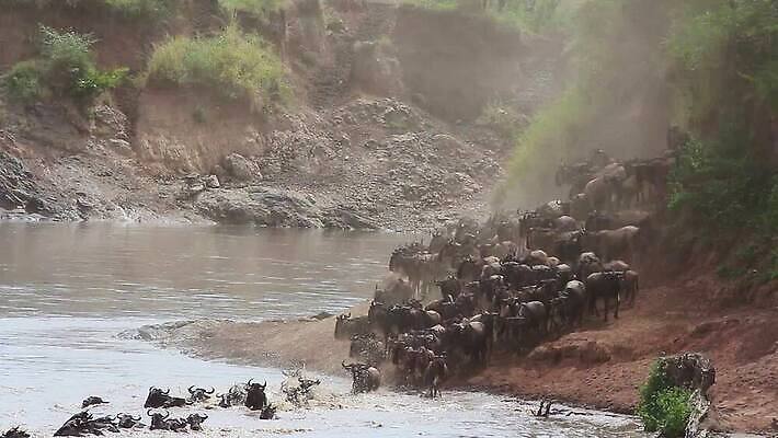 동물 야생동물 포유류 모션 아프리카 자연 초식동물 사람없음 물 강 환경 점프 수영 황무지 보호 사파리 케냐 서식지 철새 동영상 내추럴 건너기 동물상 마사이족 생태학 HD MOV 해외동영상 클립영상 자연요소 교육 나라 컨셉 조류 조형물 수상스포츠 생태계 파일형식
