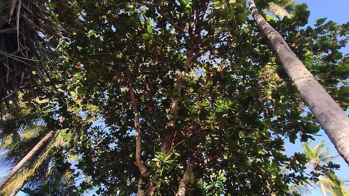 나무 식물 계절 여행 포즈 모션 자연 하늘 바람 손바닥 사람없음 초록색 야자수 봄 올려보기 시골 미끄러짐 숲 큼 그늘 아래 클립 브라질 동영상 돌리기 되감기 열대기후 패닝샷 브라질사람 4K HD MP4 해외동영상 클립영상 자연요소 손 컬러 날씨 촬영기법 남아메리카 크기 방향 생태계 위치 파일형식