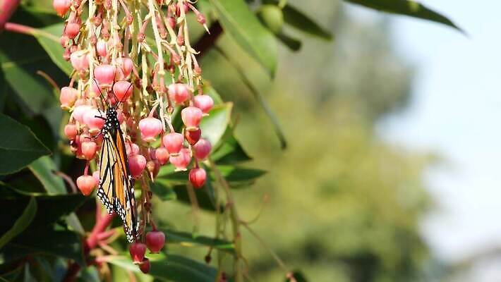 식물 꽃 화초 분홍색 나비 백그라운드 오렌지 아침 사람없음 빛 컬러풀 미국 봄 낭만 들꽃 다양 벚꽃 신선 개화 분위기 순수 에코 생태계 보케 캘리포니아 꽃가루 부드러움 강렬 블러 파스텔톤 카피스페이스 4K MP4 해외동영상 클립영상 주간 계절 컬러 다수 곤충 컨셉 북아메리카 과일 환경 공백 감각 가루 동영상 파일형식