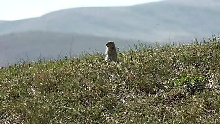 동물 공원 야생동물 포유류 자연 사람없음 야외 초록색 갈색 미국 개 설치류 다람쥐 북쪽 내추럴 땅바닥 와이오밍 전국 4K MP4 해외동영상 클립영상 공공시설 컬러 북아메리카 바닥 방향 생태계 동영상 파일형식