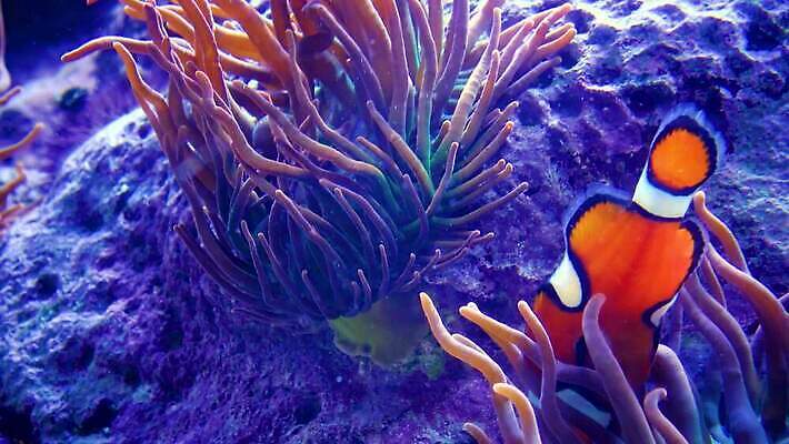 동물 야생동물 바다 오렌지 자연 어류 사람없음 물 컬러풀 수중 수영 광대 산호 태평양 암초 수족관 거짓 4K MP4 해외동영상 클립영상 자연요소 컬러 과일 수중동물 수상스포츠 자포동물 생태계 동영상 파일형식